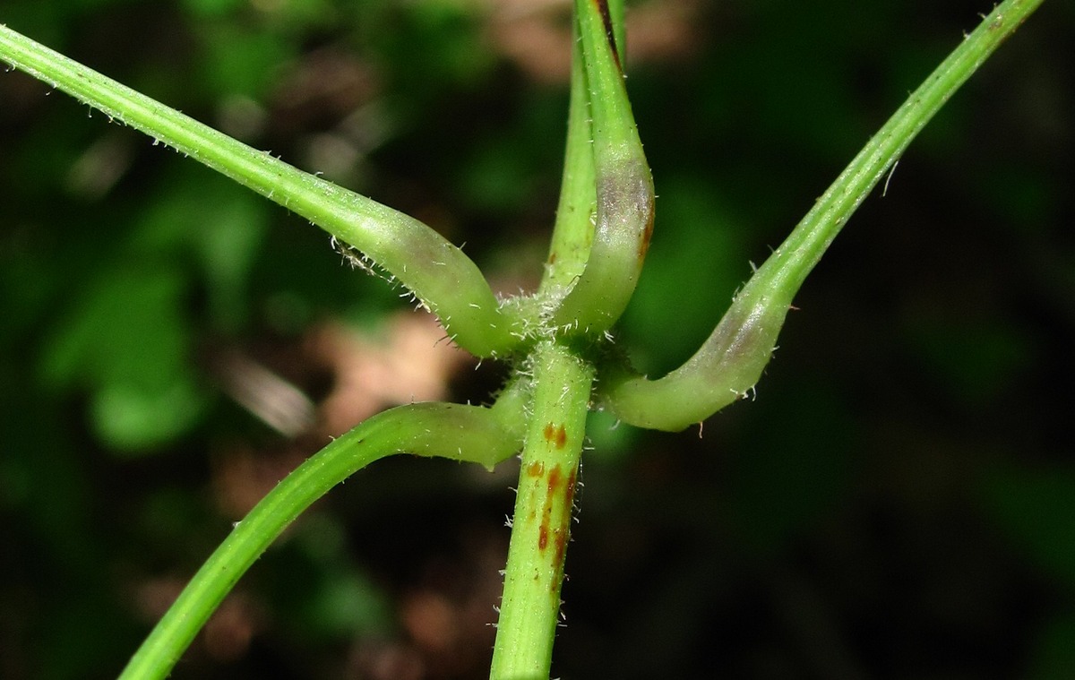 Image of Dioscorea caucasica specimen.