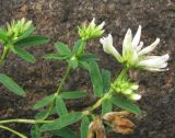 Trifolium lupinaster var. albiflorum