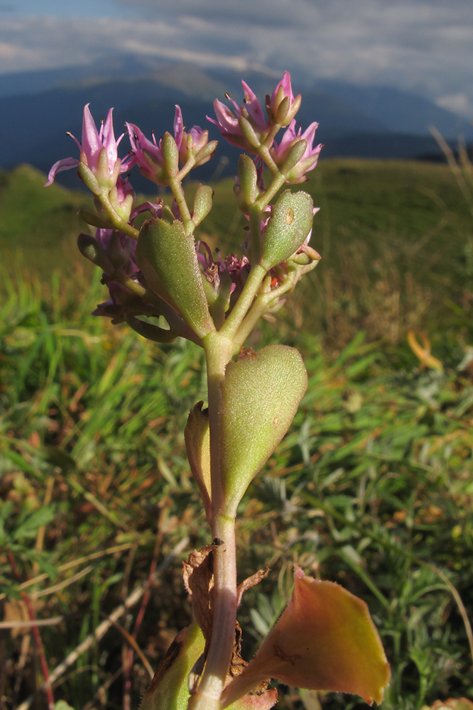 Image of Sedum spurium specimen.