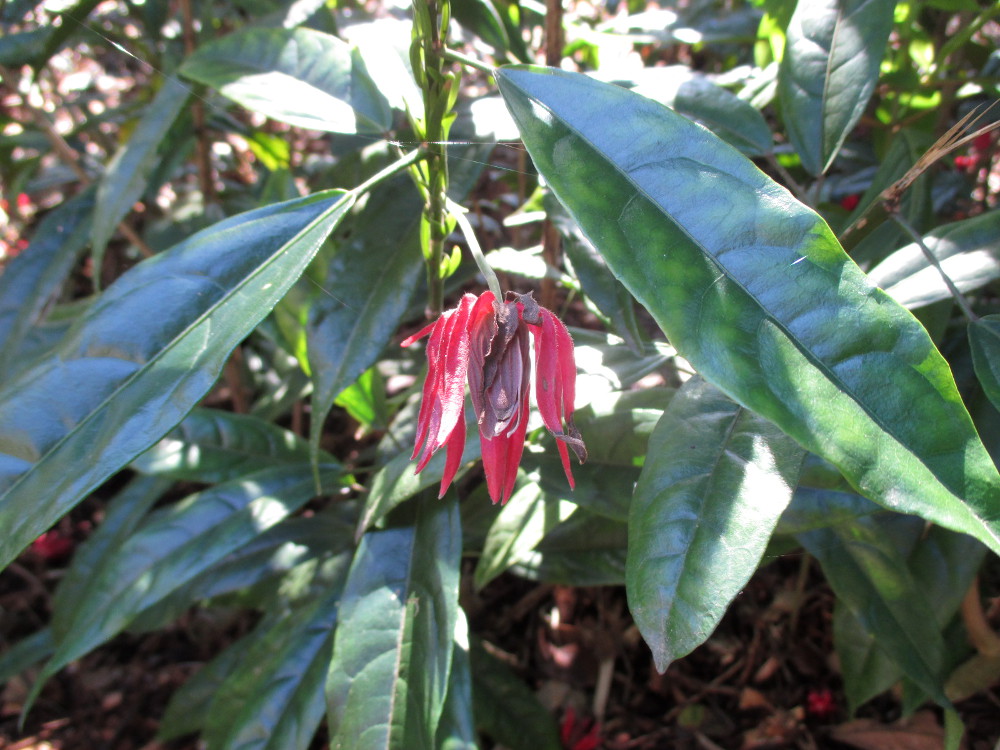 Image of Pavonia coccinea specimen.