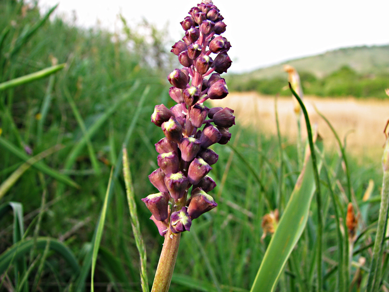 Image of Leopoldia comosa specimen.