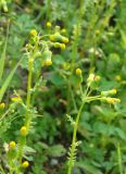 Senecio vulgaris