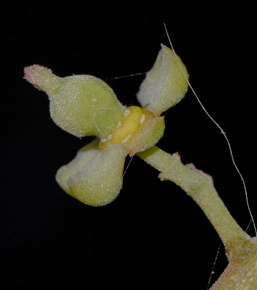 Image of Cupaniopsis anacardioides specimen.