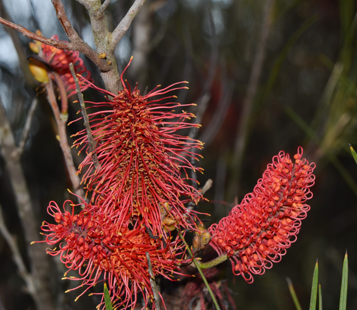 Image of Hakea bucculenta specimen.