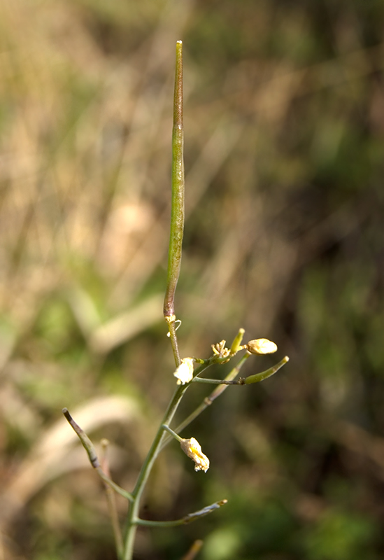 Image of Brassica campestris specimen.