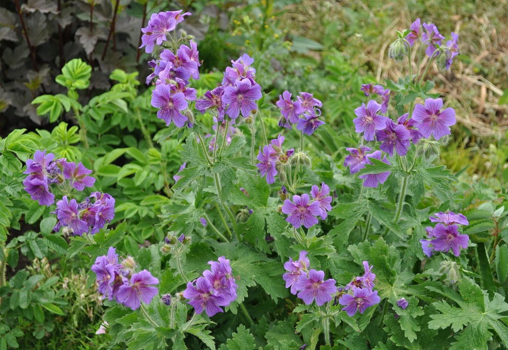 Image of Geranium &times; magnificum specimen.