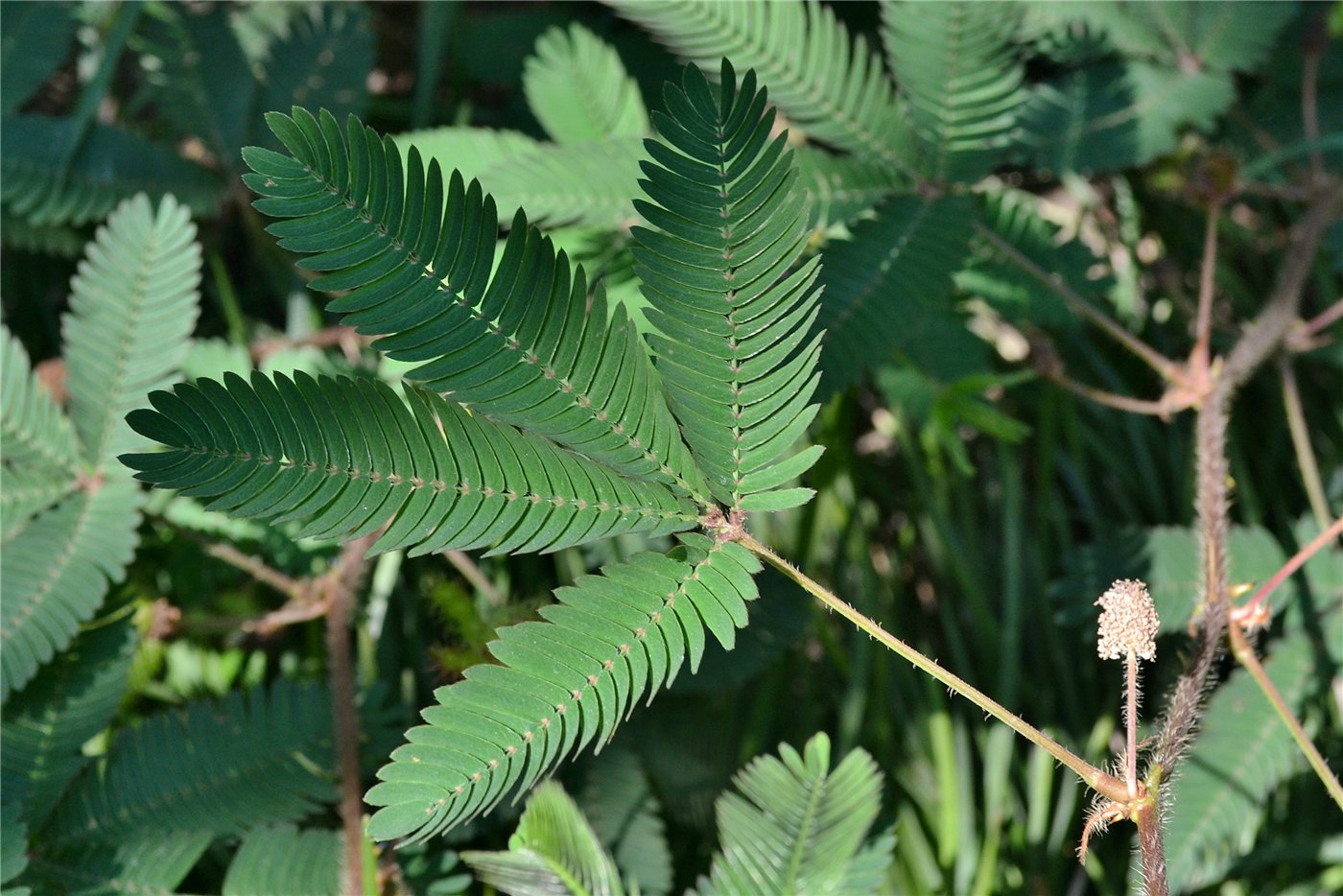 Image of Mimosa pudica specimen.