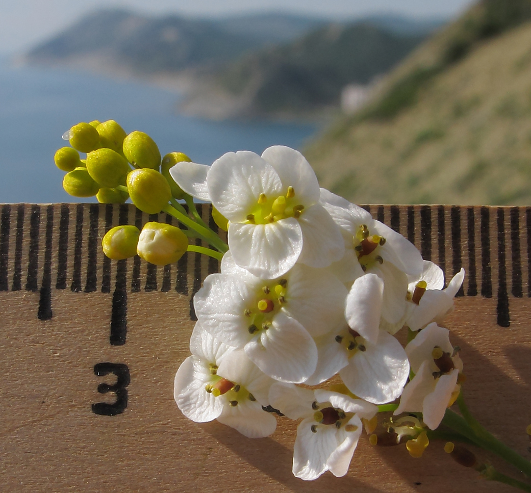 Изображение особи Crambe koktebelica.