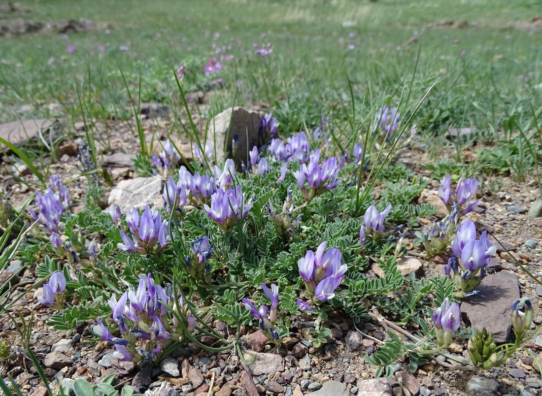 Image of Astragalus argutensis specimen.