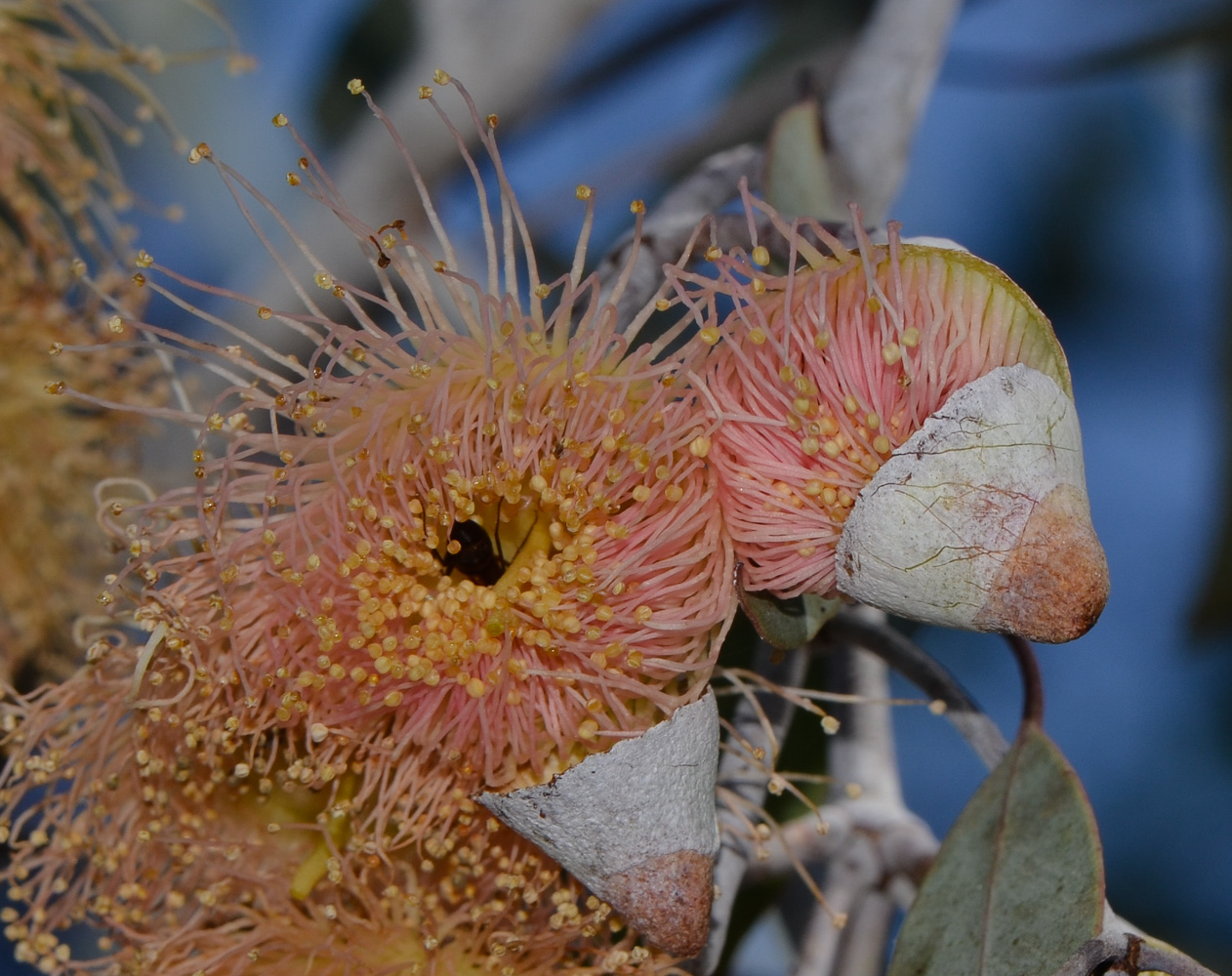 Image of Eucalyptus caesia specimen.