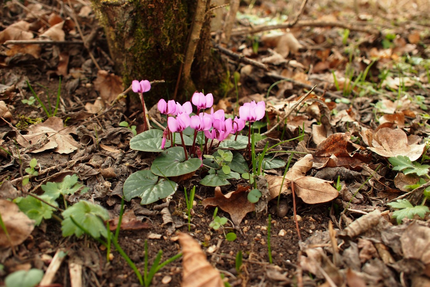 Изображение особи Cyclamen coum.