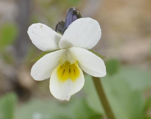 Image of Viola arvensis specimen.