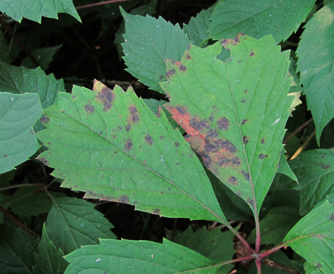 Image of Parthenocissus quinquefolia specimen.