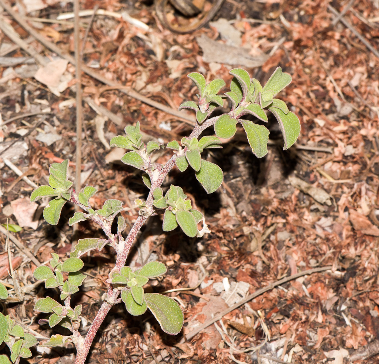 Image of Galenia pubescens specimen.