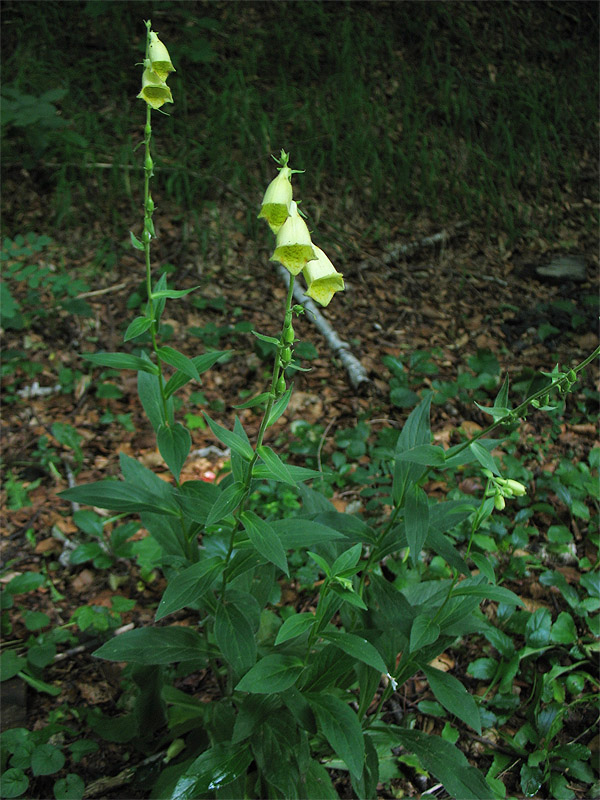 Изображение особи Digitalis grandiflora.