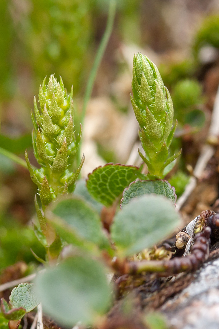 Image of Selaginella selaginoides specimen.