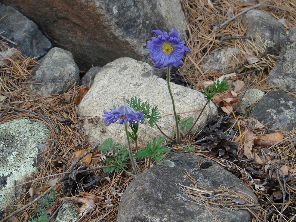 Image of Pulsatilla regeliana specimen.