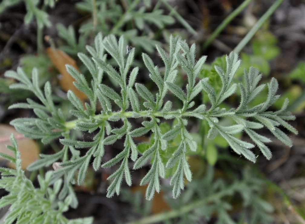 Image of Erodium absinthoides specimen.