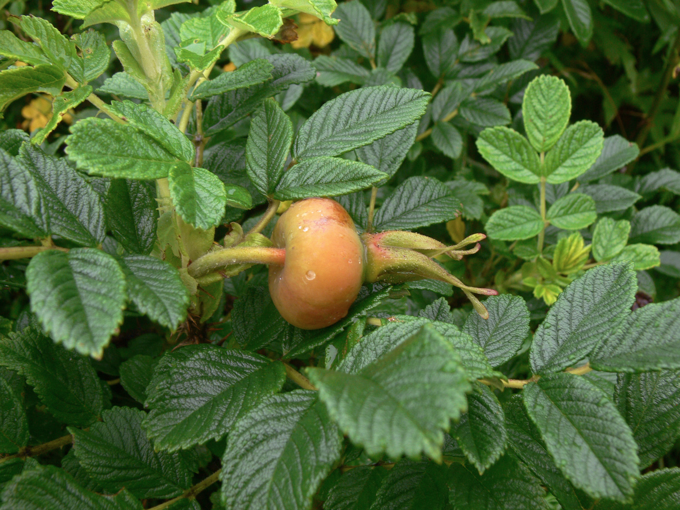 Image of Rosa rugosa specimen.