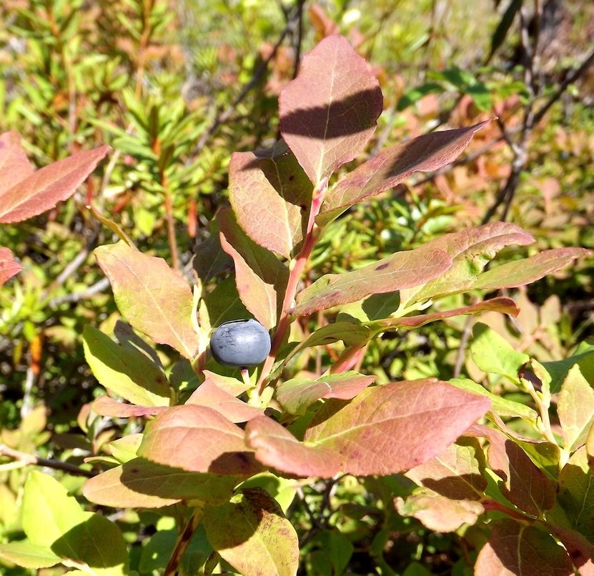 Image of Vaccinium ovalifolium specimen.