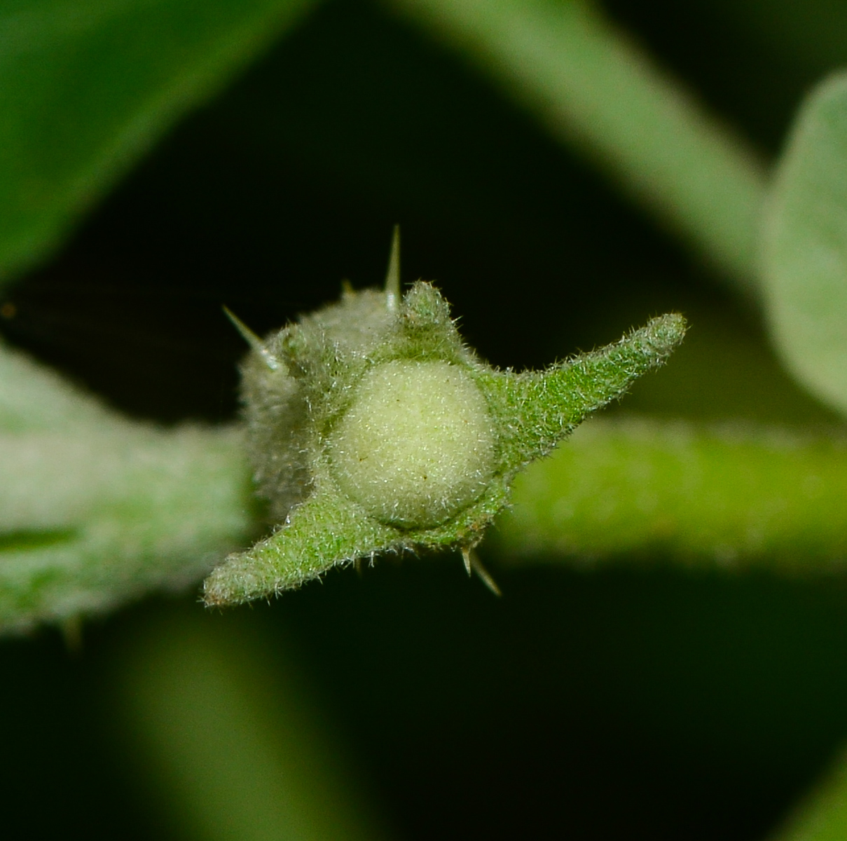 Image of Solanum undatum specimen.