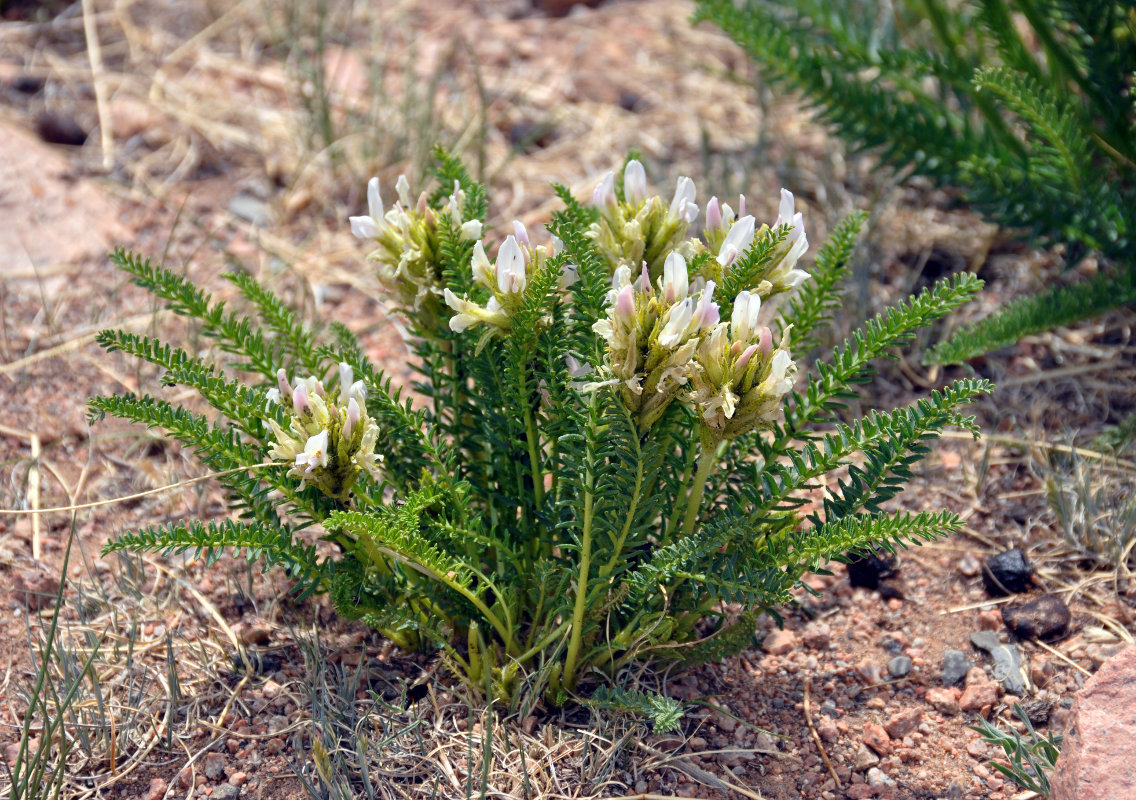 Image of Oxytropis pseudoglandulosa specimen.