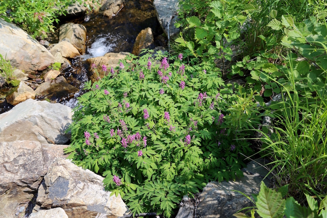 Image of Corydalis multiflora specimen.