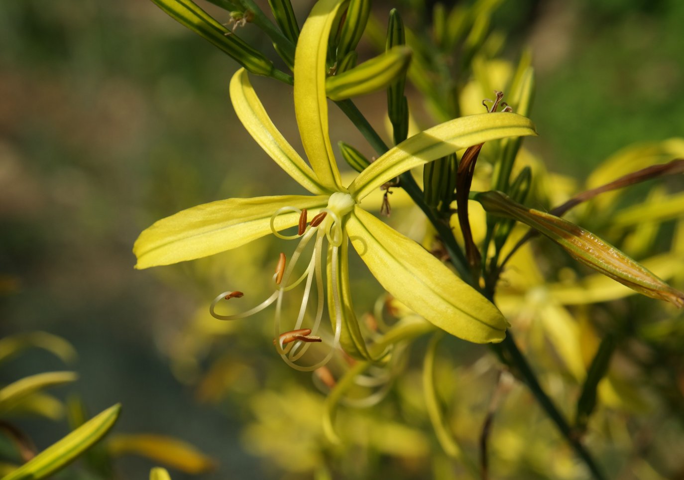 Image of Asphodeline liburnica specimen.