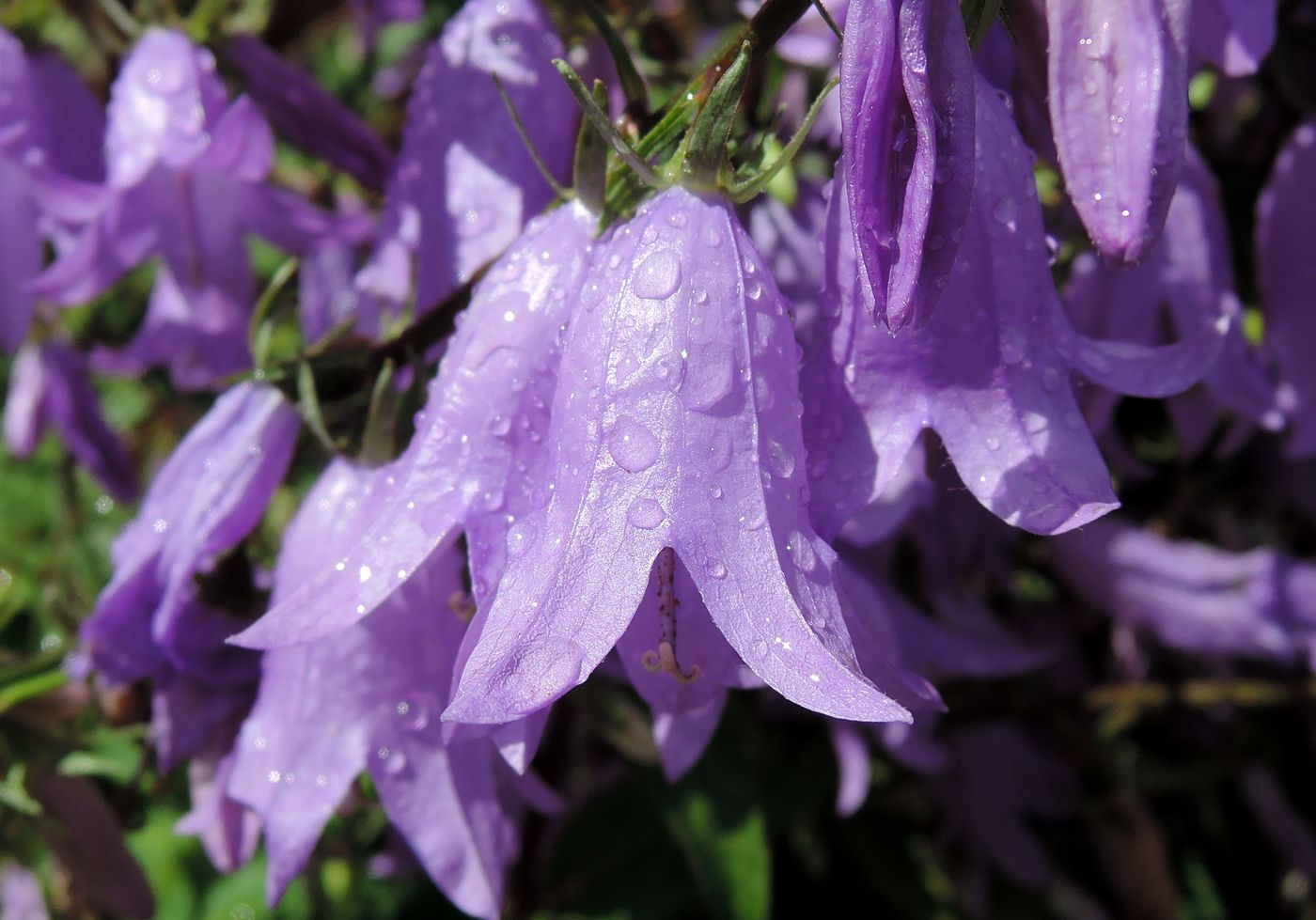 Image of Campanula rapunculoides specimen.