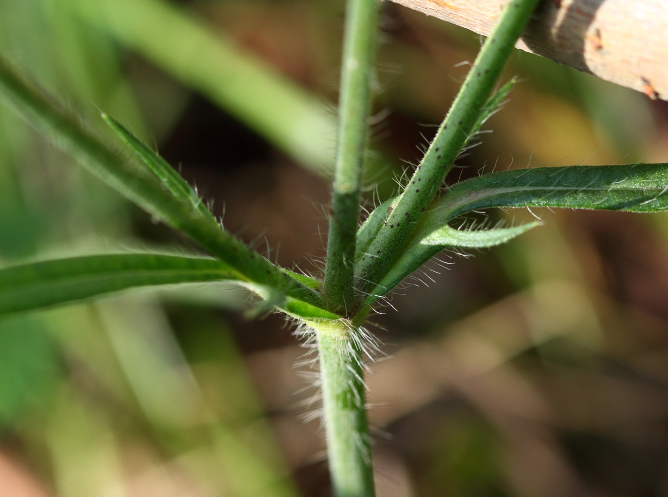 Image of Knautia arvensis specimen.