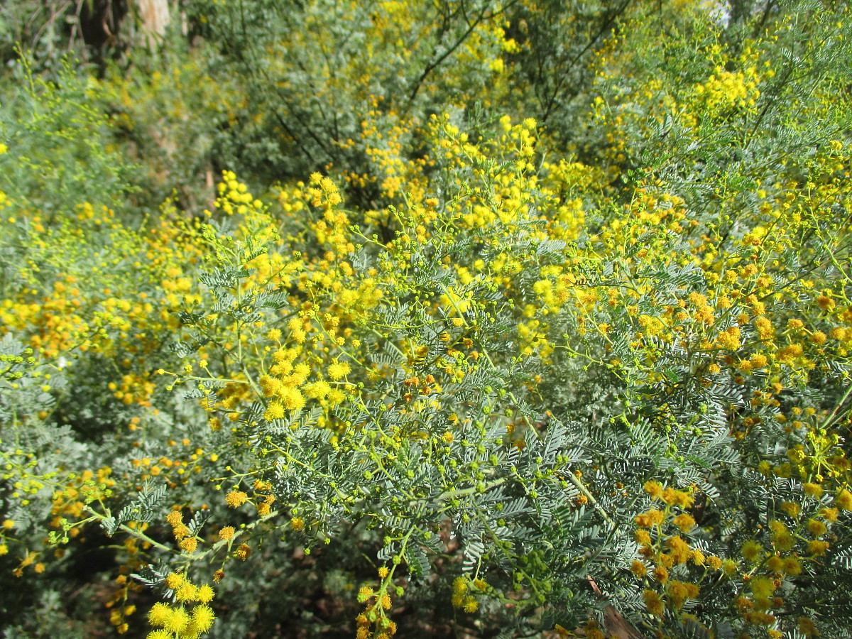 Image of Acacia chinchillensis specimen.