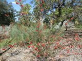 Grevillea bronweniae. Цветущее растение. Австралия, г. Брисбен, ботанический сад. 14.08.2016.