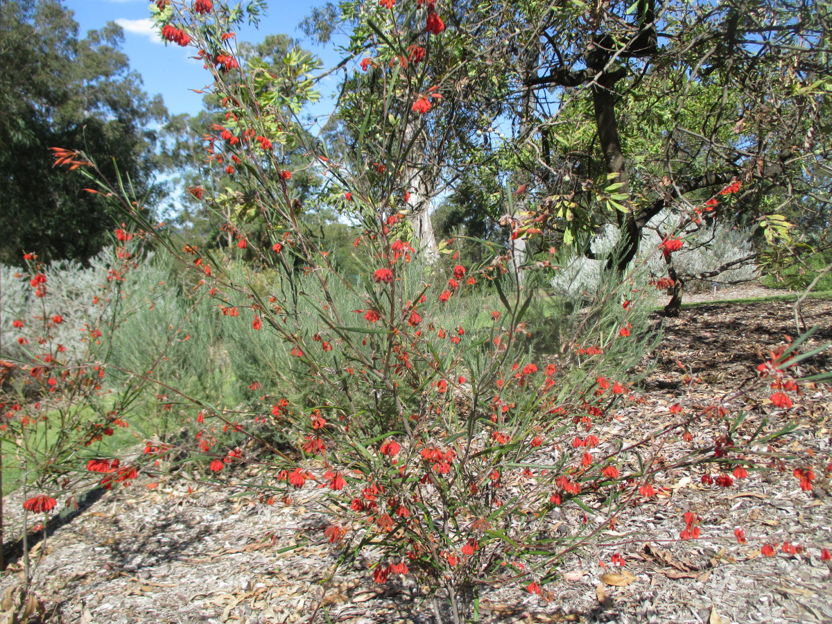 Изображение особи Grevillea bronweniae.