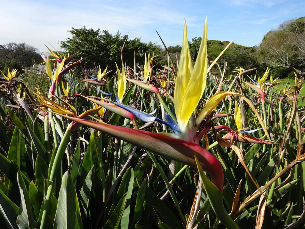 Изображение особи Strelitzia reginae.