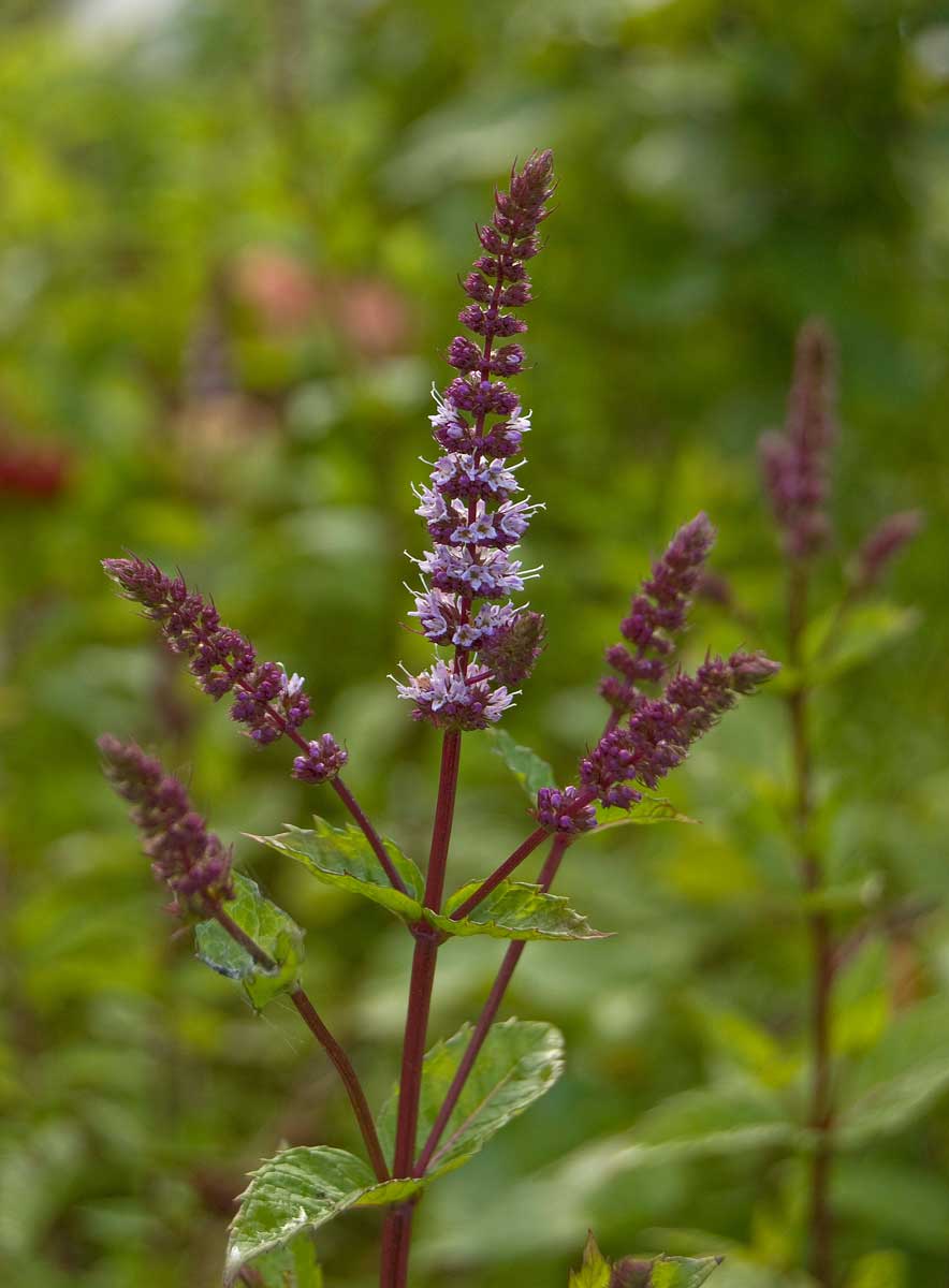 Изображение особи Mentha spicata.