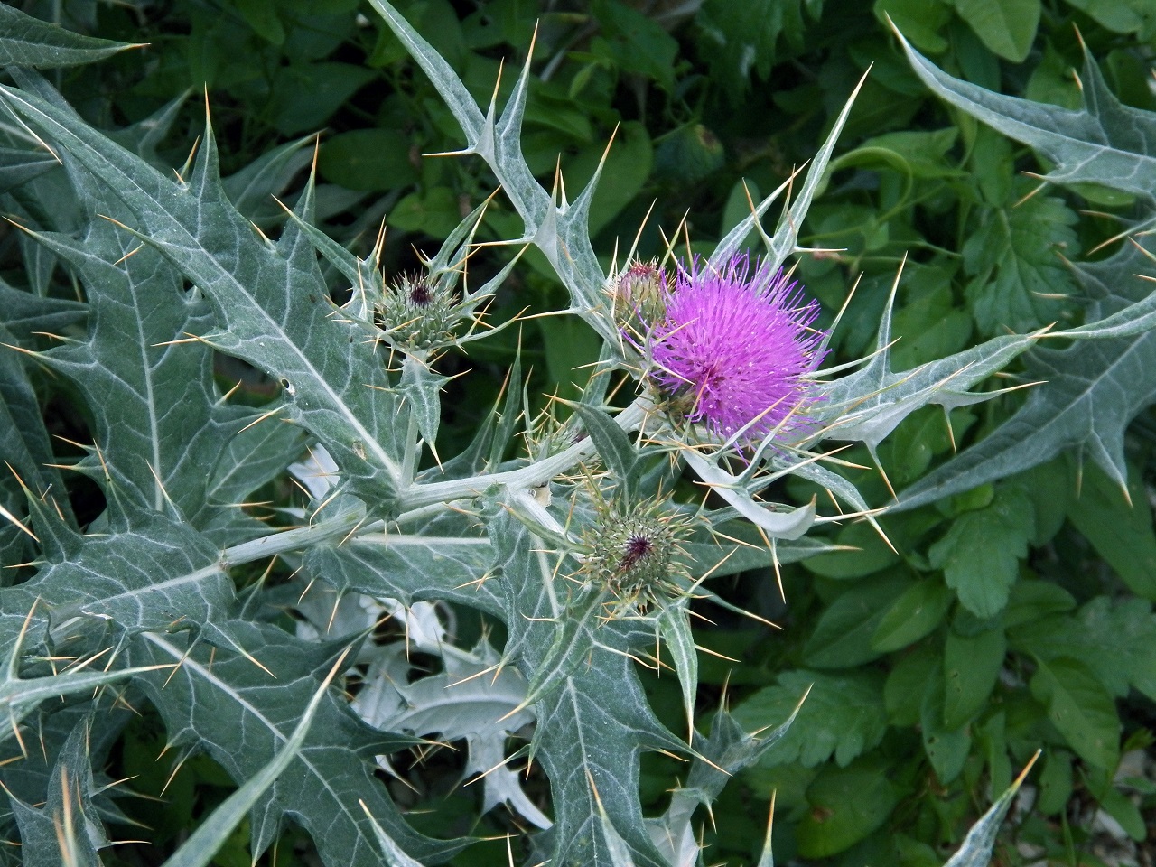 Image of genus Cirsium specimen.