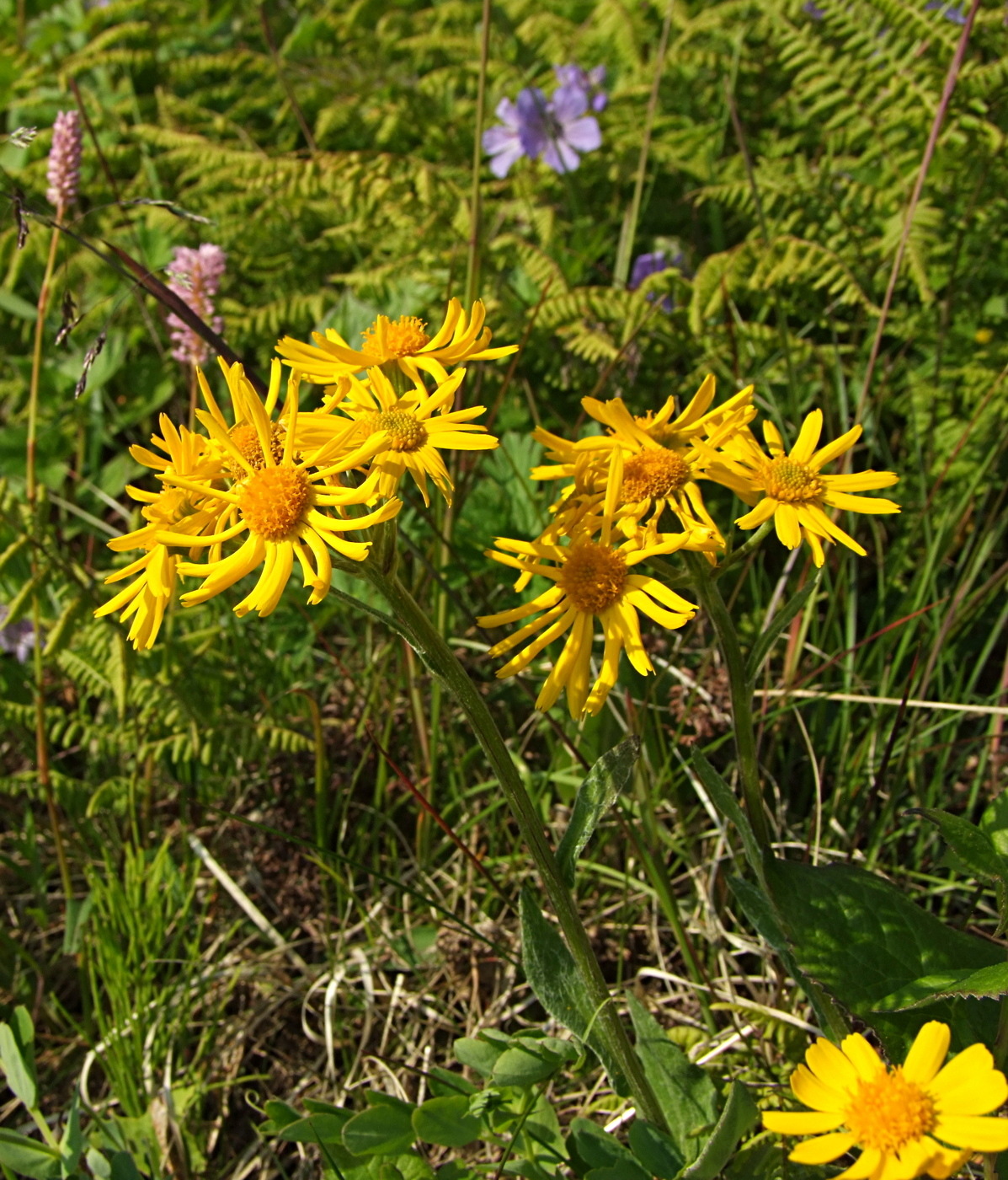 Image of Tephroseris integrifolia specimen.