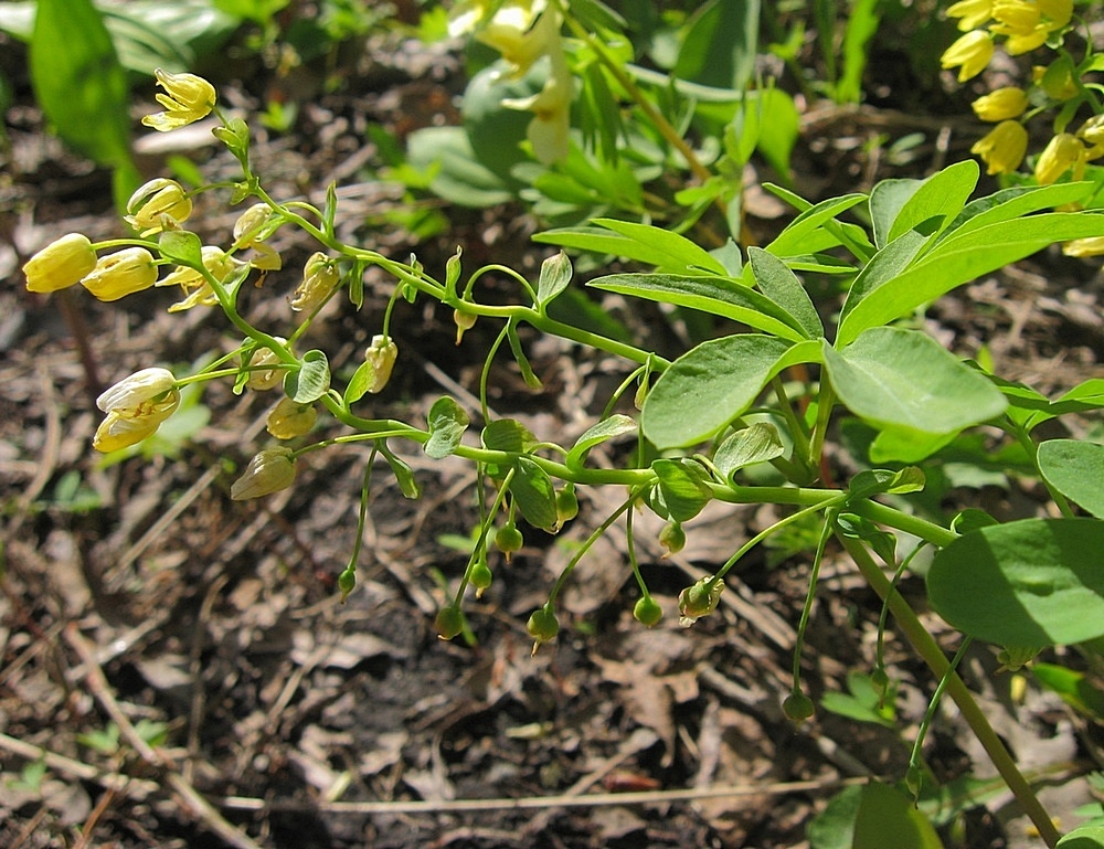 Image of Gymnospermium altaicum specimen.