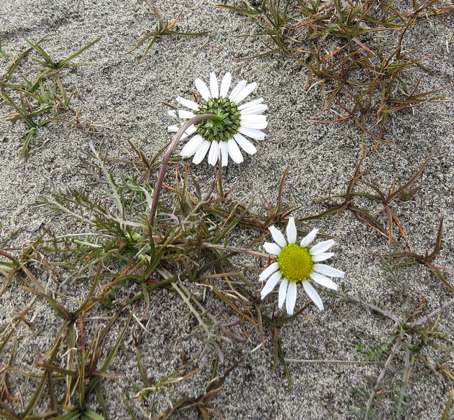 Image of Tripleurospermum hookeri specimen.