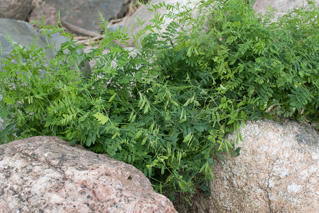 Image of Vicia cracca specimen.