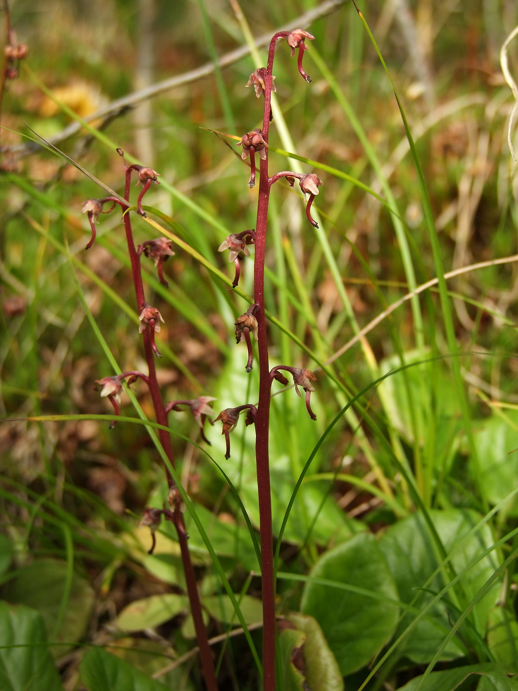 Image of Pyrola incarnata specimen.