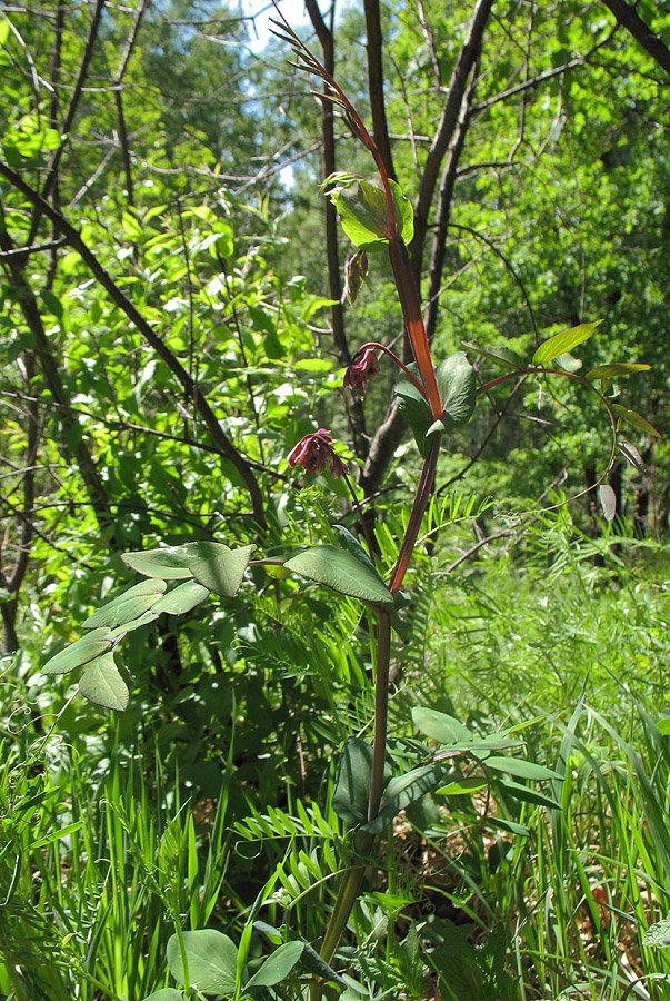 Image of Lathyrus pisiformis specimen.