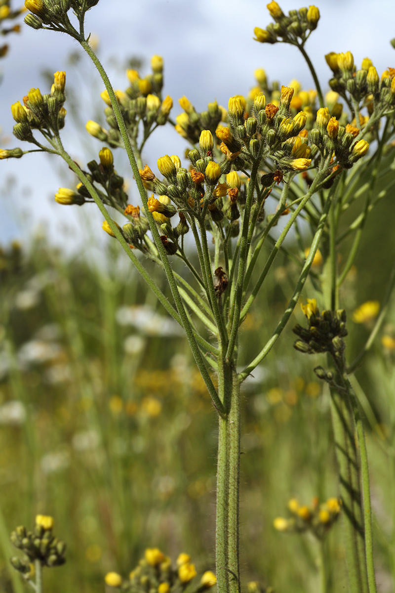 Image of Pilosella cymosa specimen.