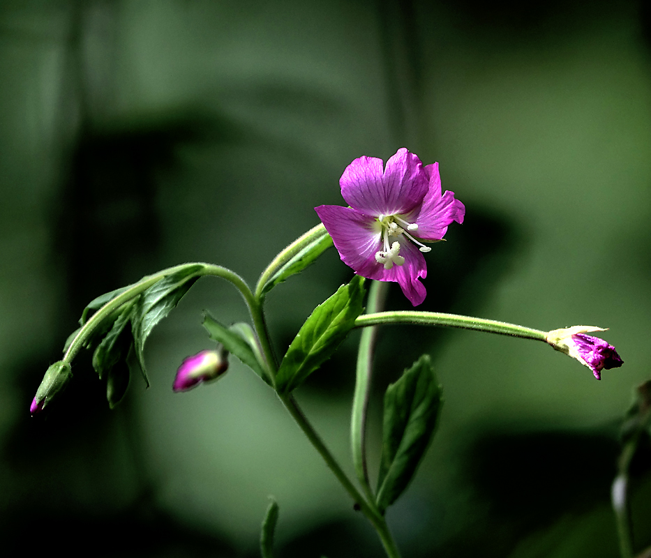 Изображение особи Epilobium hirsutum.