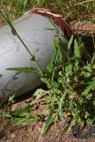 Смотреть изображение Sonchus arvensis подвид uliginosus