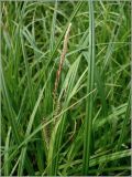 genus Carex. Соцветие. Чувашия, окр. г. Шумерля, Кумашкинский заказник, Соколова поляна. 1 июня 2010 г.