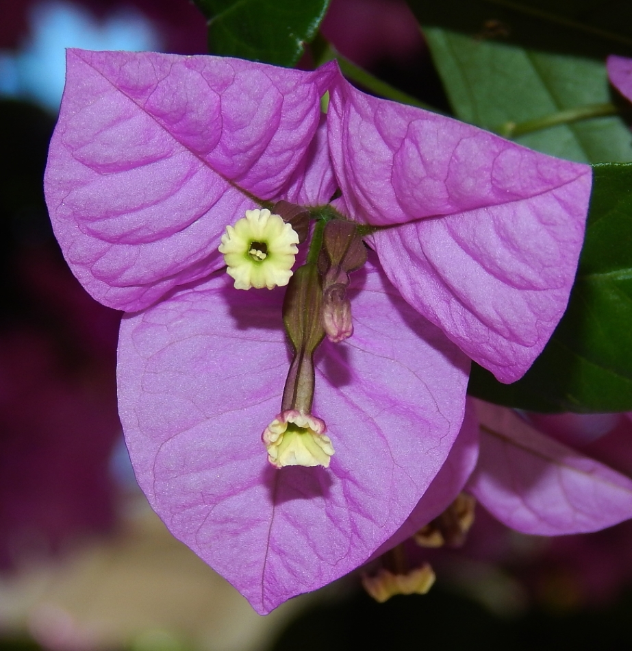 Изображение особи род Bougainvillea.