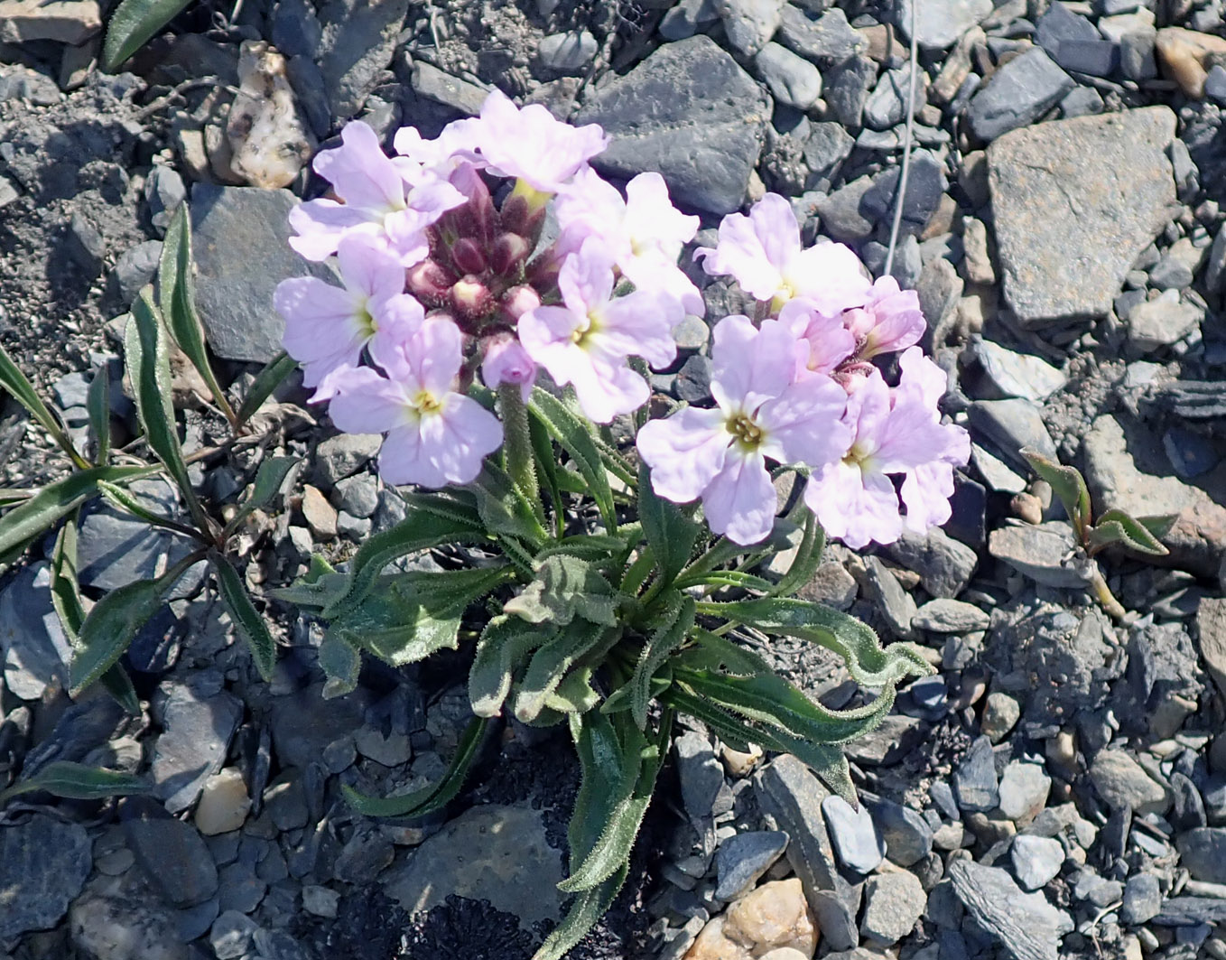 Image of Parrya nudicaulis specimen.