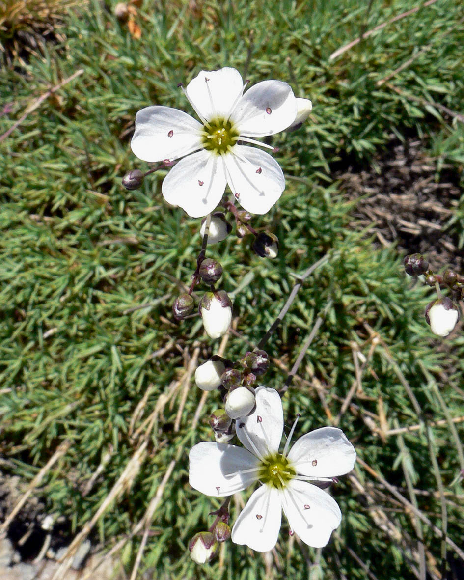 Image of Eremogone tschuktschorum specimen.