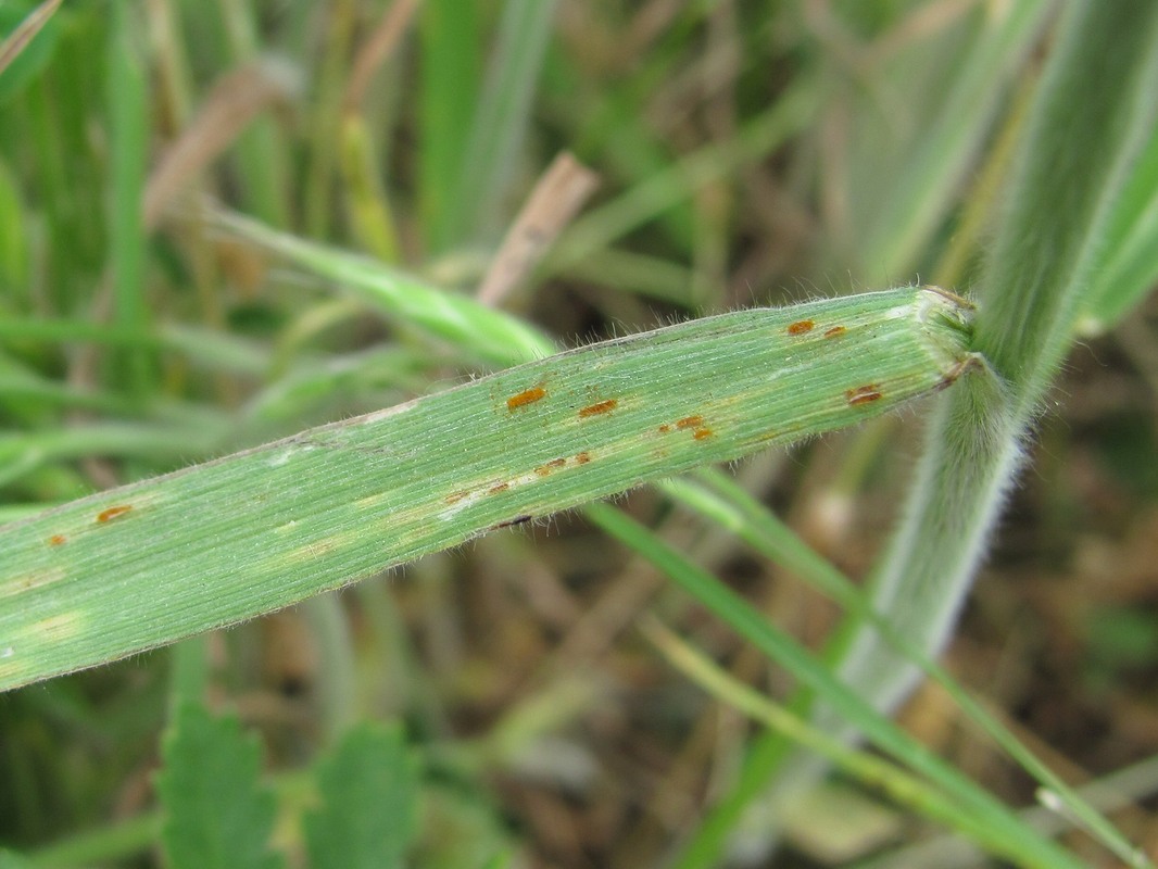 Image of genus Bromus specimen.